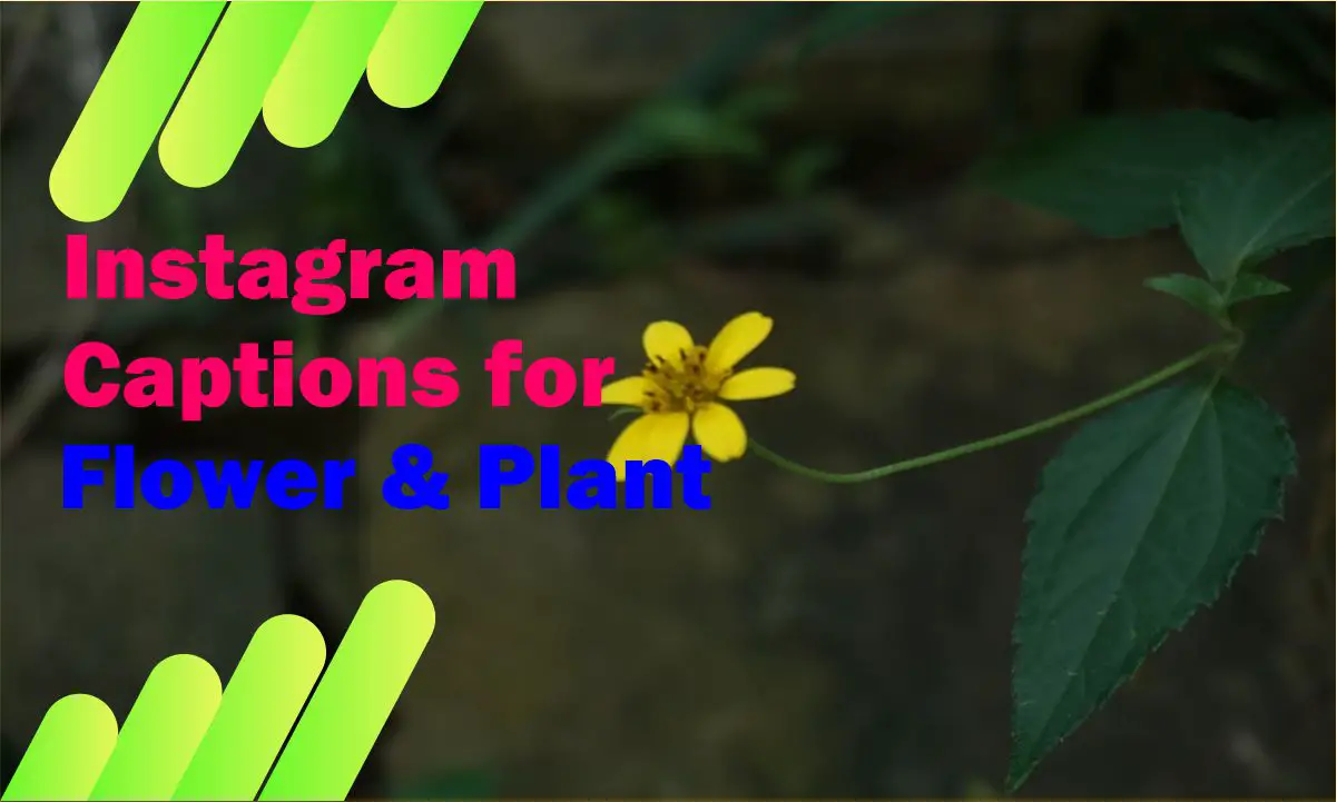 Instagram Captions for Flower & Plant