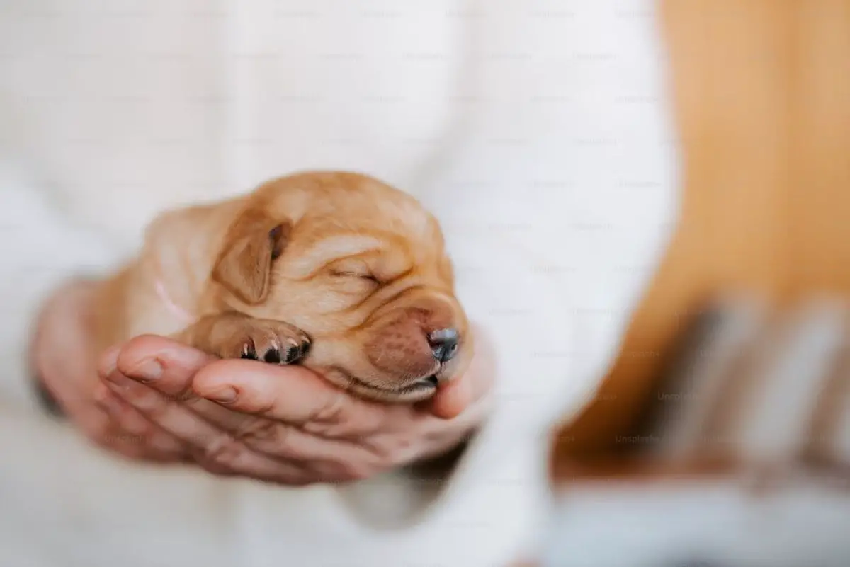 The Joy of Fostering Animals Before Adoption
